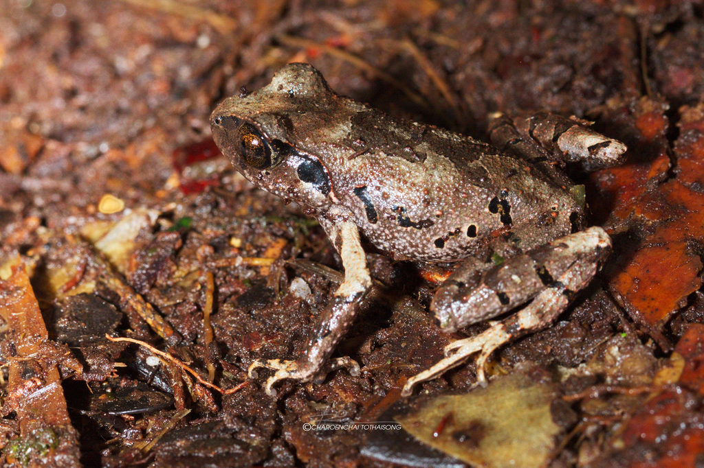 Variable Litter Frog