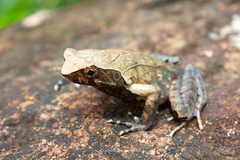 Boulenophrys minor