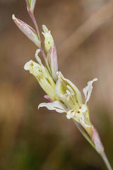 Gladiolus permeabilis edulis