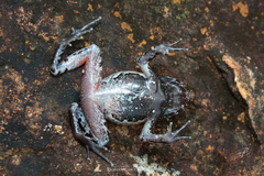 Boulenophrys minor