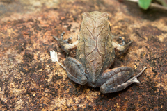 Boulenophrys minor