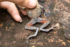 Boulenophrys minor