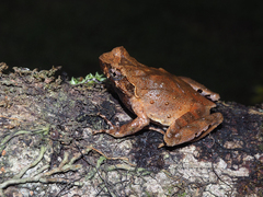 Boulenophrys minor