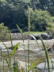 Hymenachne amplexicaulis