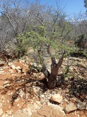 Operculicarya hyphaenoides