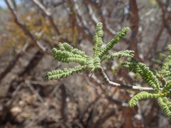 Operculicarya hyphaenoides
