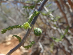 Operculicarya hyphaenoides