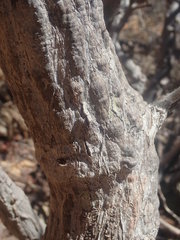 Operculicarya hyphaenoides