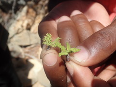 Operculicarya hyphaenoides