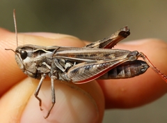 Stenobothrus grammicus