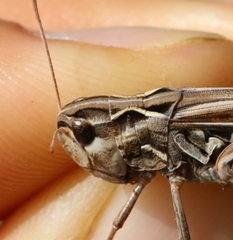 Stenobothrus grammicus