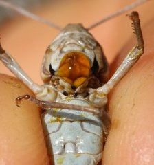 Stenobothrus grammicus