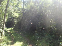 Gasteracantha sanguinolenta