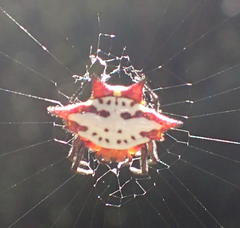 Gasteracantha sanguinolenta