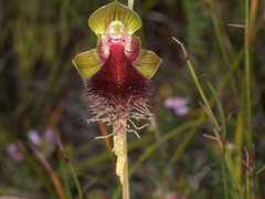 Calochilus grandiflorus