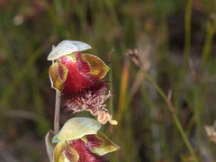 Calochilus grandiflorus