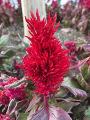 Amaranthoideae