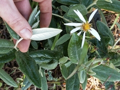 Olearia pannosa