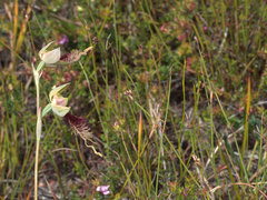Calochilus grandiflorus
