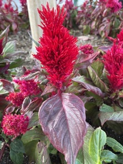 Amaranthoideae