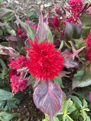 Amaranthoideae