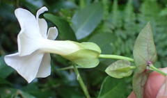 Thunbergia dregeana