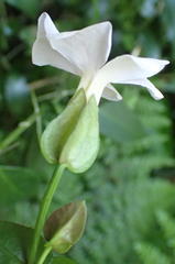 Thunbergia dregeana
