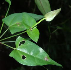 Thunbergia dregeana