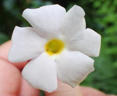 Thunbergia dregeana