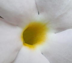 Thunbergia dregeana