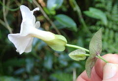 Thunbergia dregeana