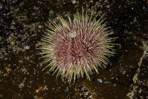 Sea Urchin (Green)