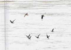 Nettapus coromandelianus