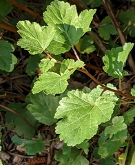 Physocarpus monogynus
