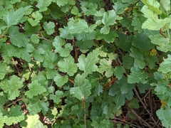 Physocarpus monogynus