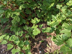 Physocarpus monogynus