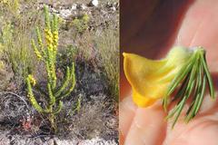Aspalathus acanthes