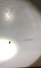 Opomyzoidea