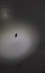 Opomyzoidea
