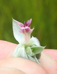 Amphithalea fourcadei