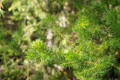 Persoonia isophylla