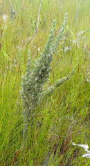 Amphithalea fourcadei