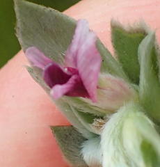 Amphithalea fourcadei