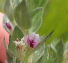 Amphithalea fourcadei