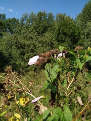 Calystegia sepium spectabilis