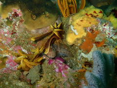 Chalaroderma ocellata
