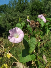 Calystegia sepium spectabilis