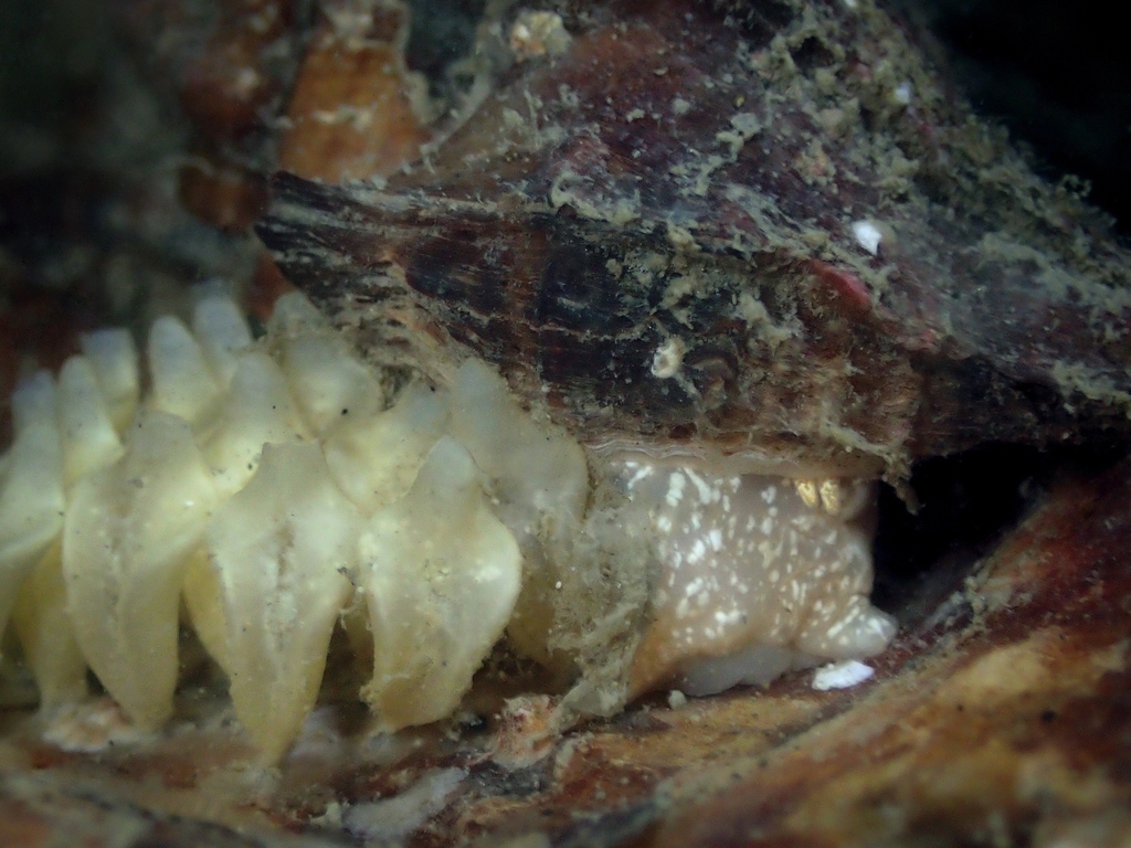 Ocinebrellus