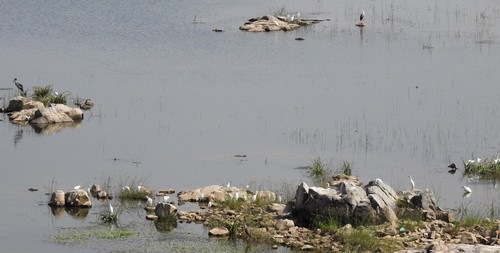 Eastern Cattle-Egret