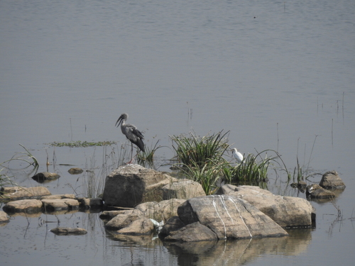Asian Openbill